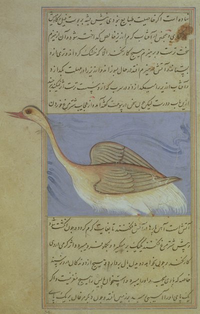 A Swan, from Nuzhat-Namah IAlai, 1599 (1007 Hijra) by Mughal School